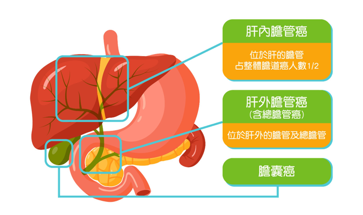 免疫合併化療改寫晚期膽道癌生存曲線