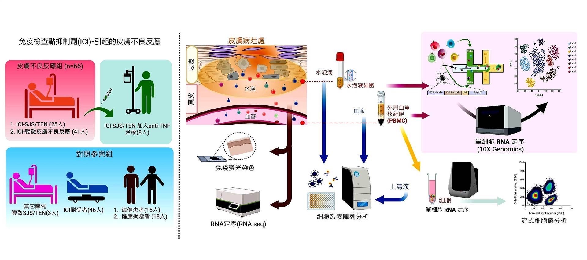 找到癌症免疫藥物嚴重過敏反應的原因，讓治療保留抗腫瘤免疫力，減輕類固醇副作用